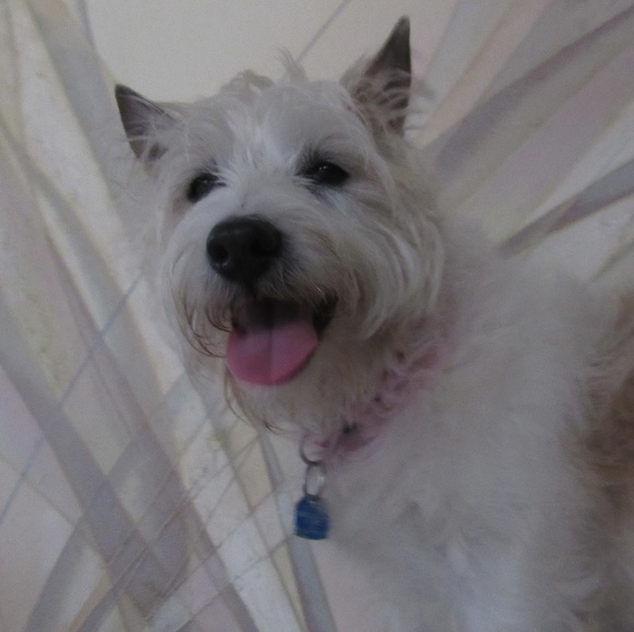 dogloverxthree